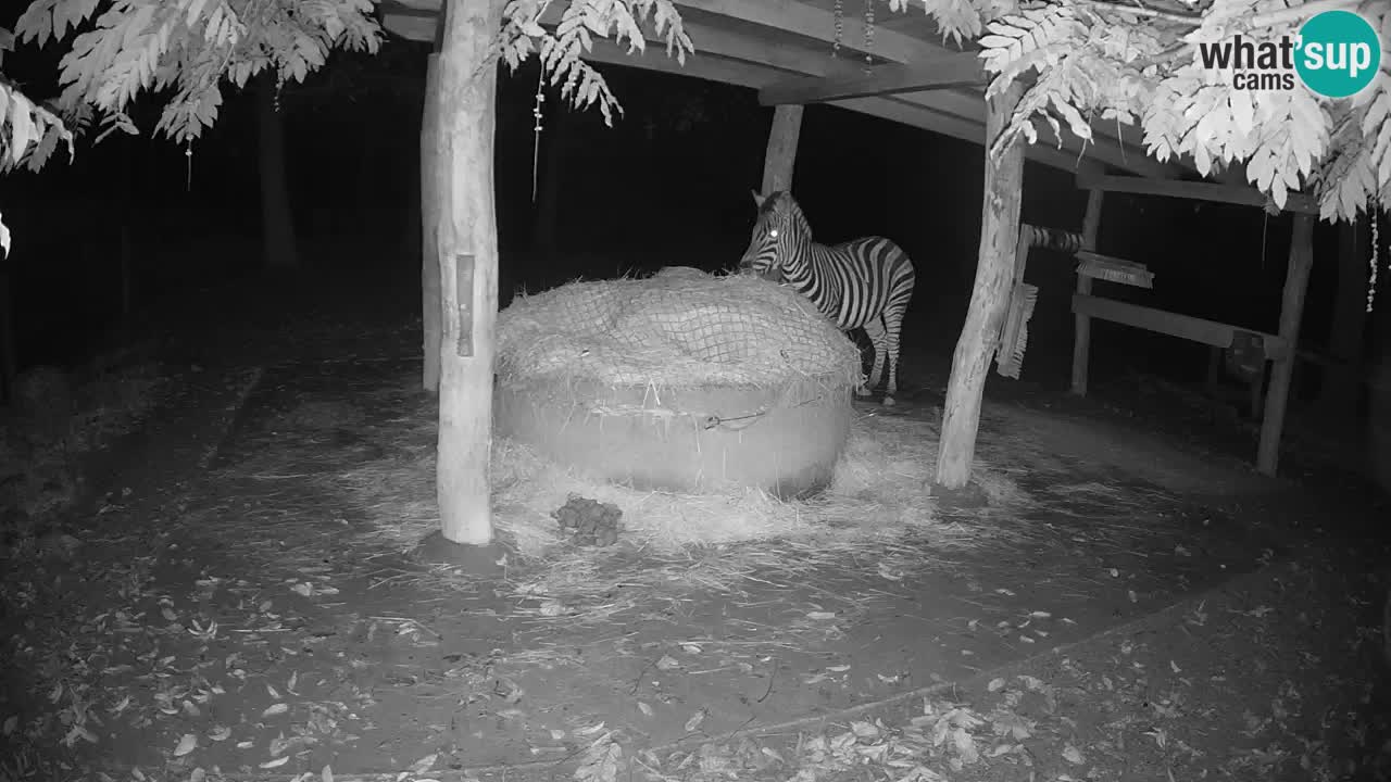 Le Zebre nello ZOO di Ljubljana – Slovenia Live webcam