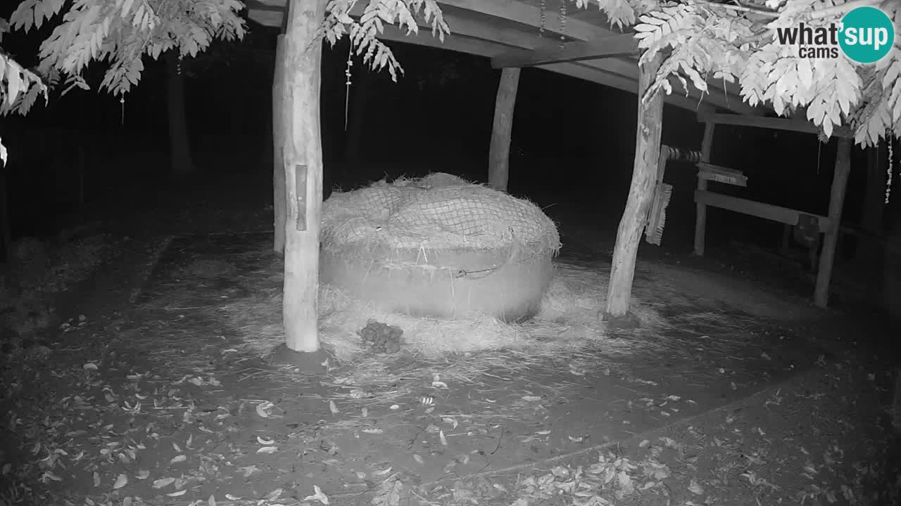 Le Zebre nello ZOO di Ljubljana – Slovenia Live webcam