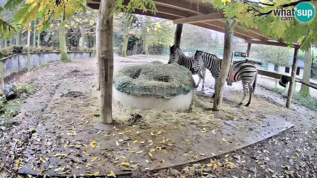 Camera en vivo Cebras in Ljubljana ZOO – Eslovenia