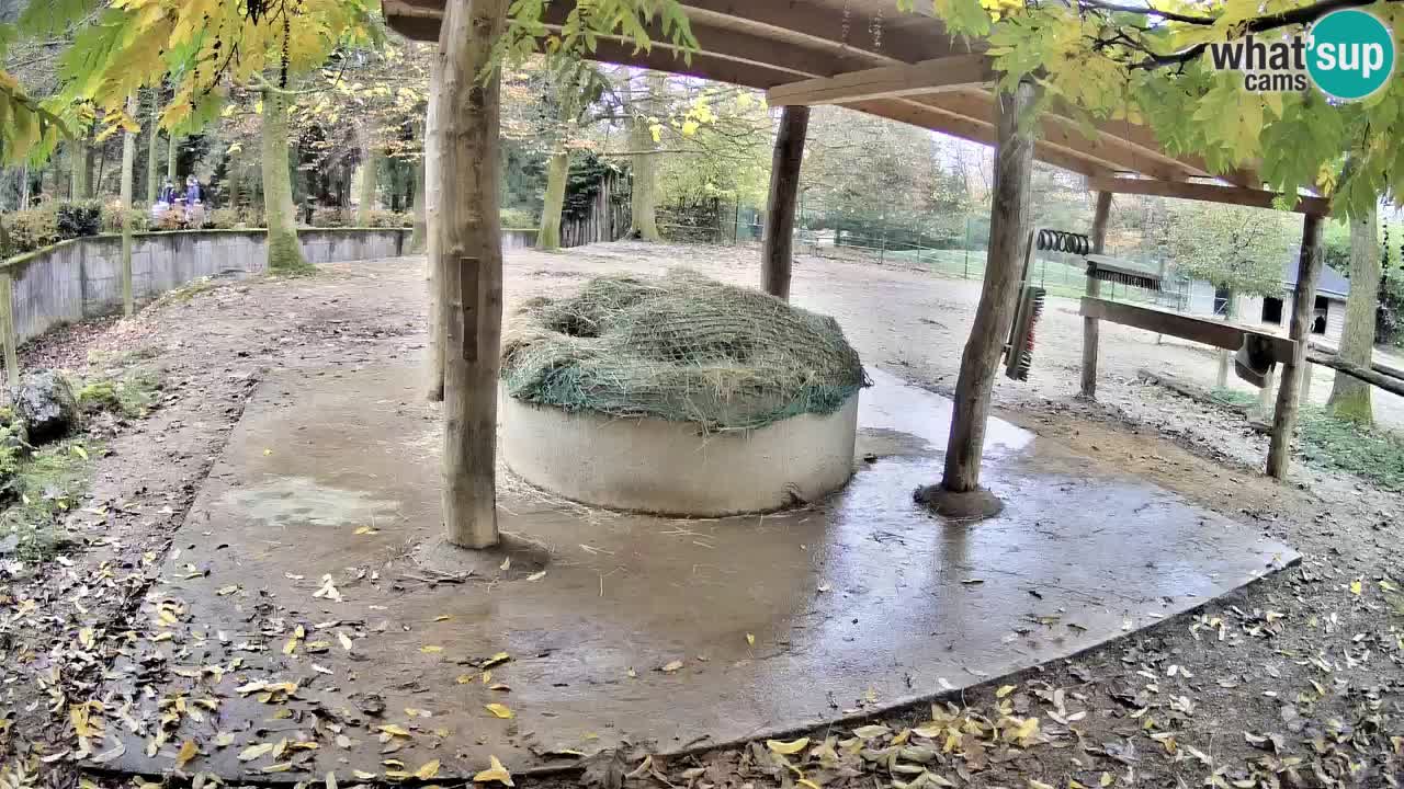 Live Webcam Zebras in Ljubljana ZOO – Slowenien