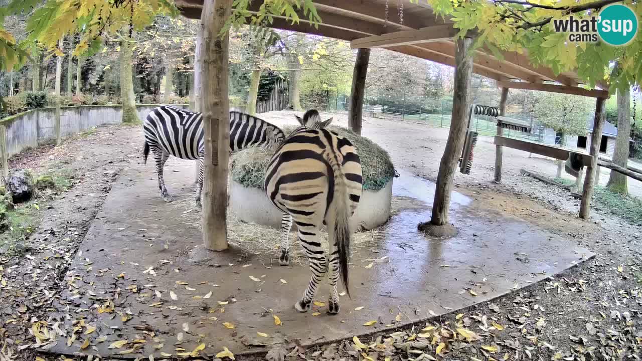 Camera en vivo Cebras in Ljubljana ZOO – Eslovenia