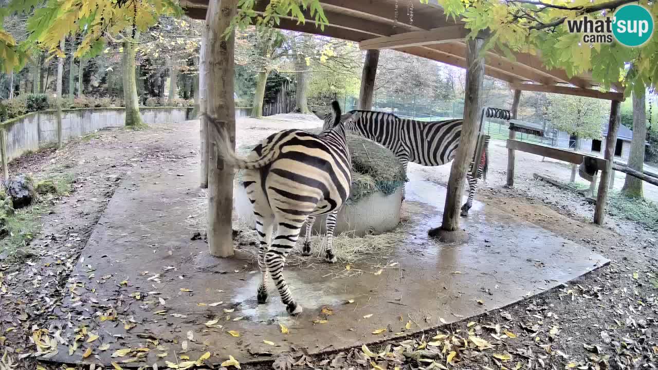Web kamera uživo Zebras u ZOO Ljubljana – Slovenija