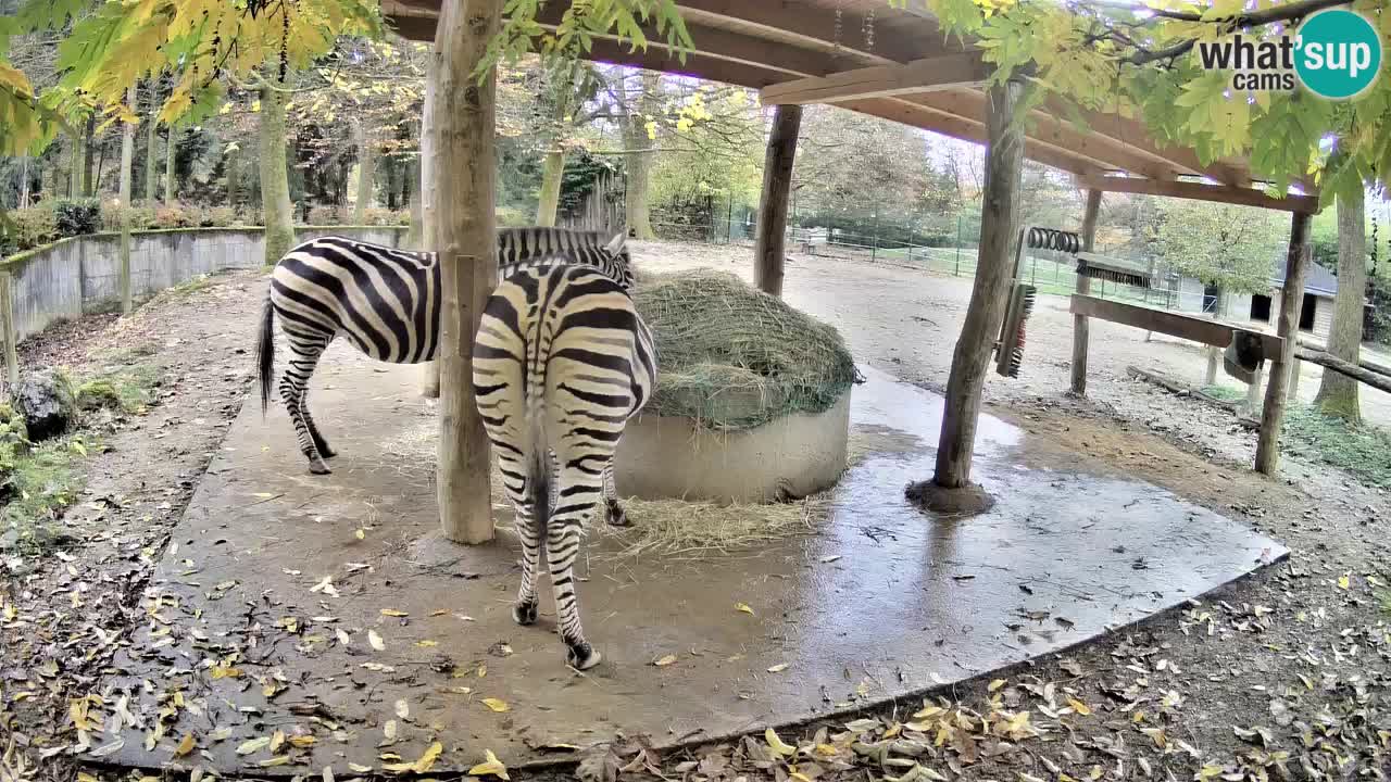 Web kamera uživo Zebras u ZOO Ljubljana – Slovenija