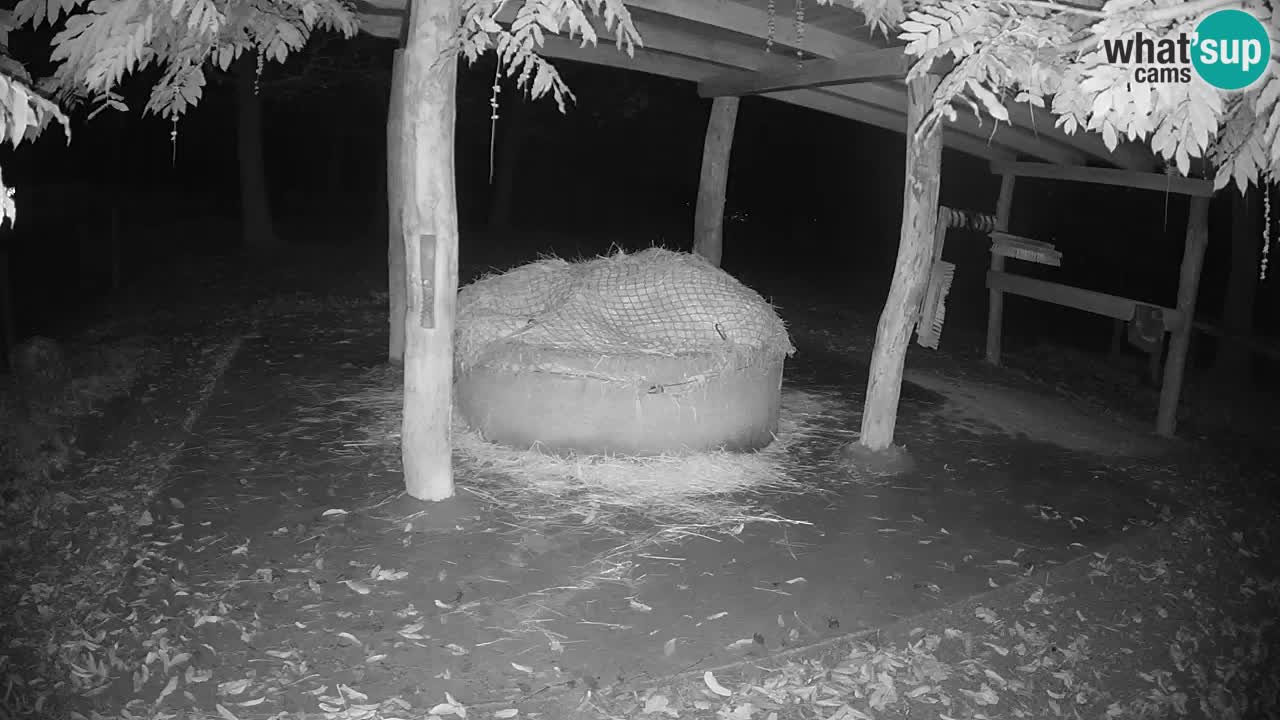 Live Webcam Zebras in Ljubljana ZOO – Slowenien