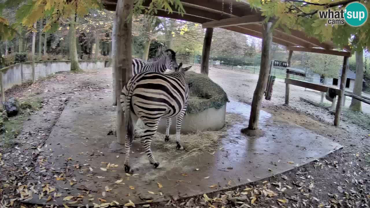 Live Webcam Zebras in Ljubljana ZOO – Slowenien