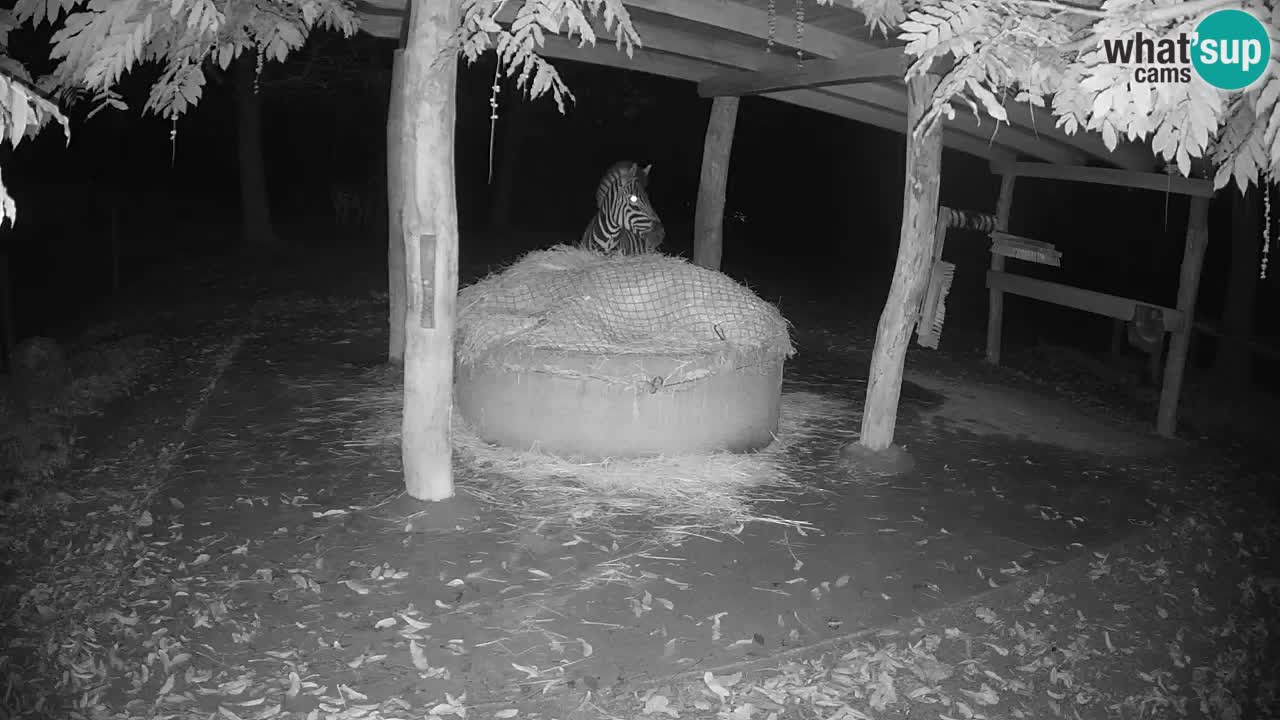 Camera en vivo Cebras in Ljubljana ZOO – Eslovenia