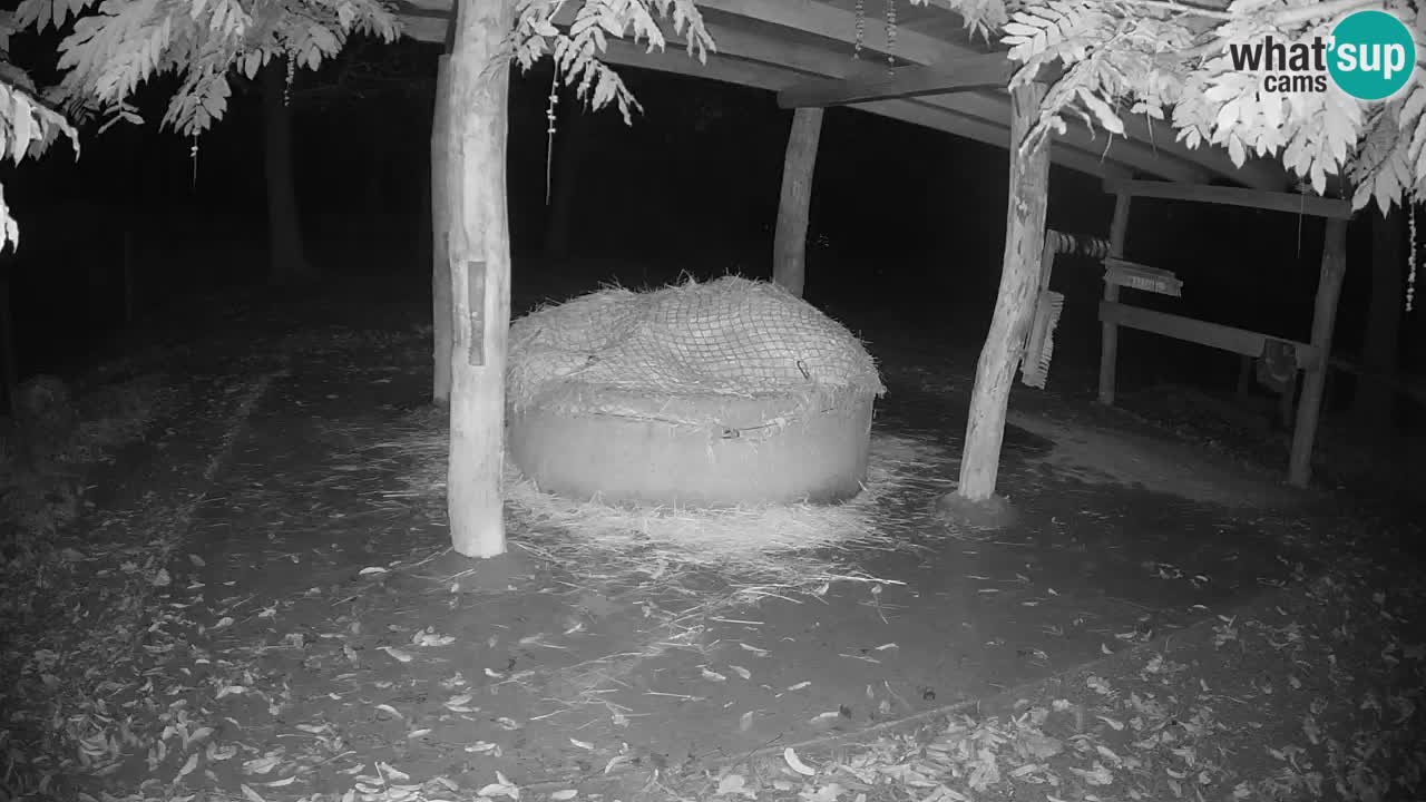 Web kamera uživo Zebras u ZOO Ljubljana – Slovenija