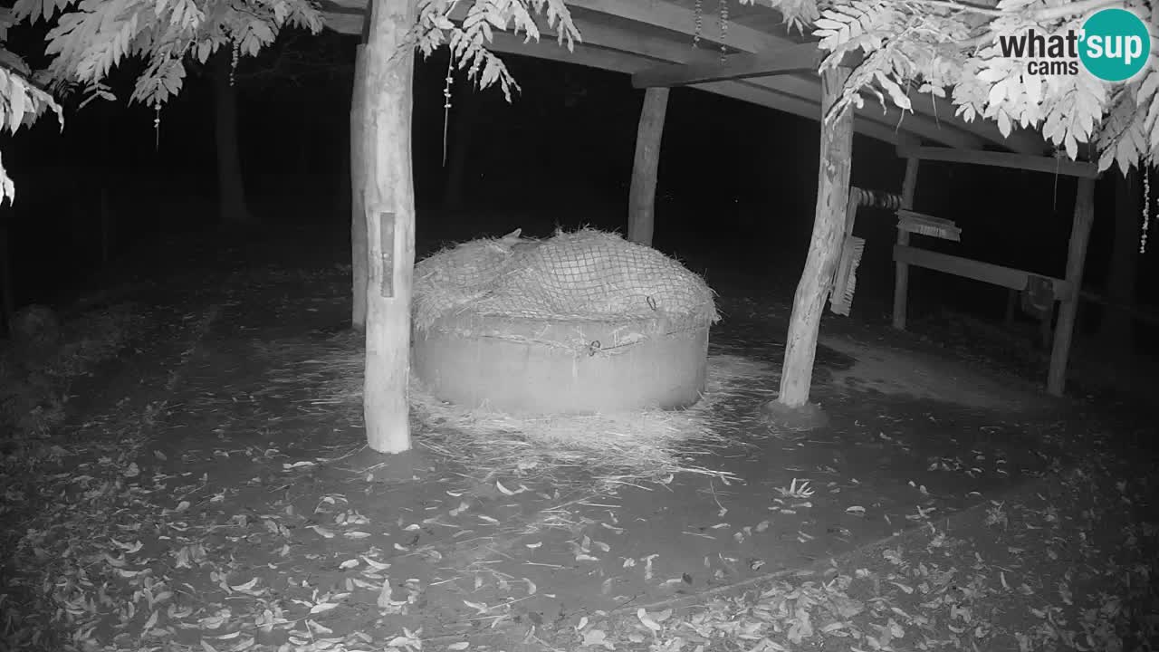 Live Webcam Zebras in Ljubljana ZOO – Slowenien