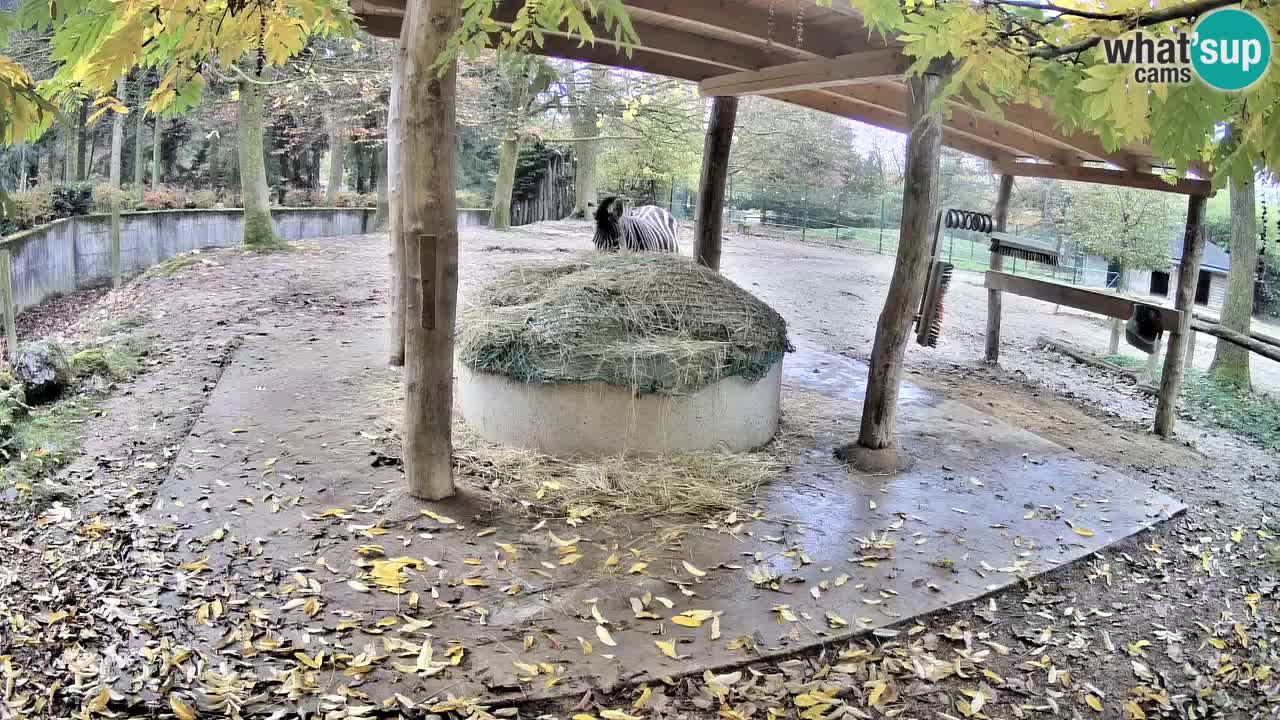 Live webcam Zebras in Ljubljana ZOO – Slovenia