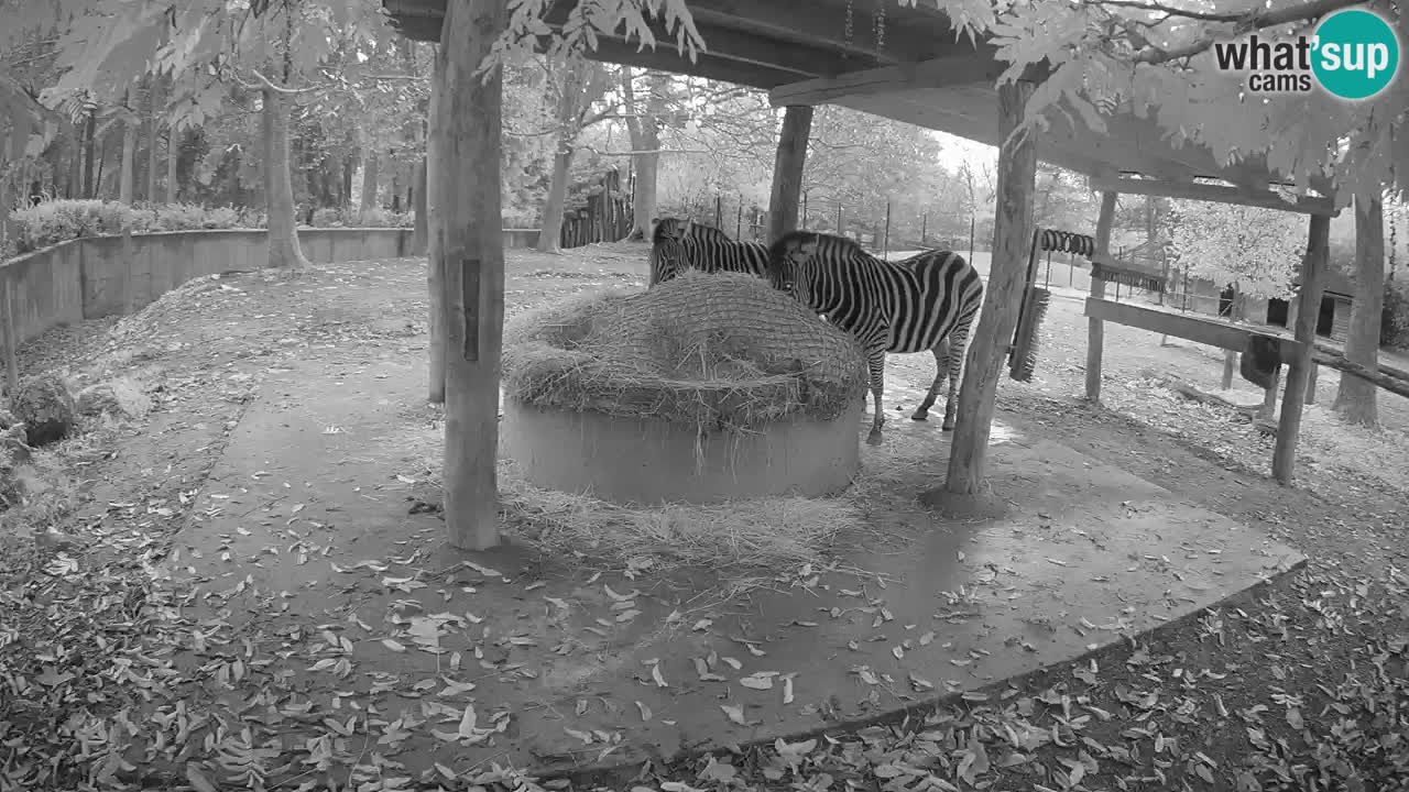 Live webcam Zebras in Ljubljana ZOO – Slovenia