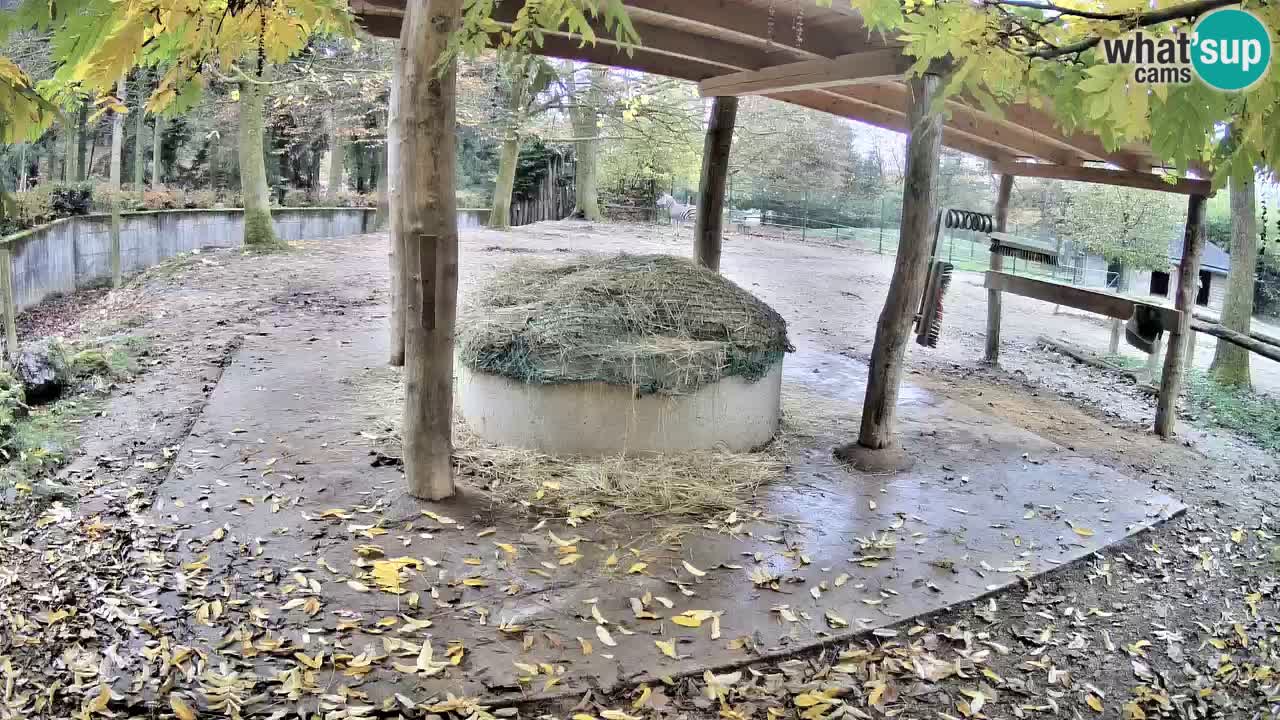 Web kamera uživo Zebras u ZOO Ljubljana – Slovenija