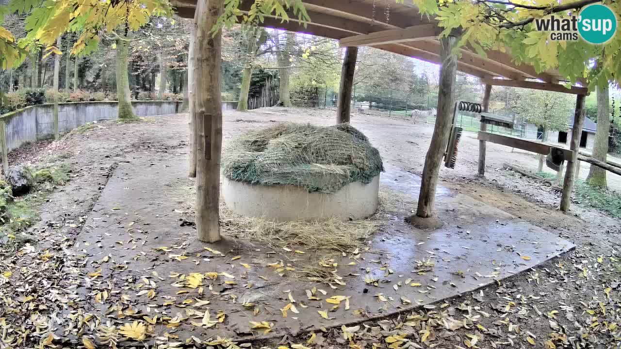Web kamera uživo Zebras u ZOO Ljubljana – Slovenija