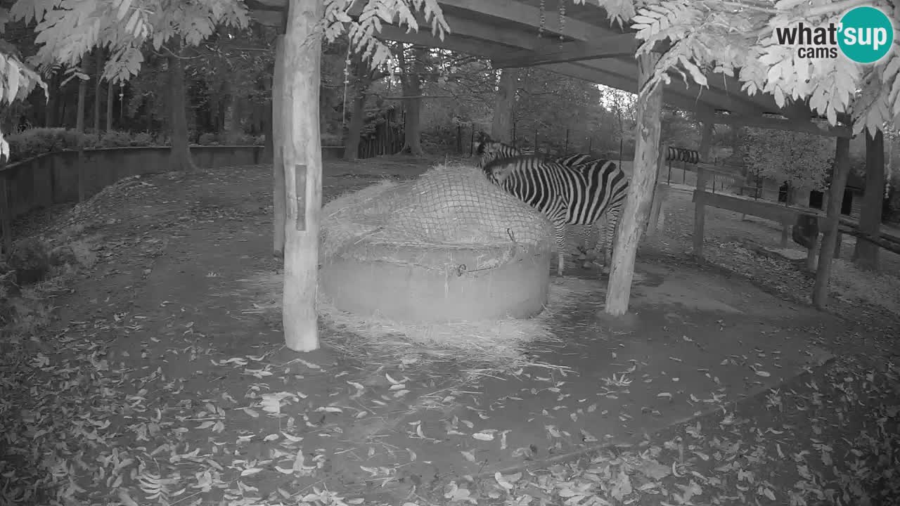 Camera en vivo Cebras in Ljubljana ZOO – Eslovenia