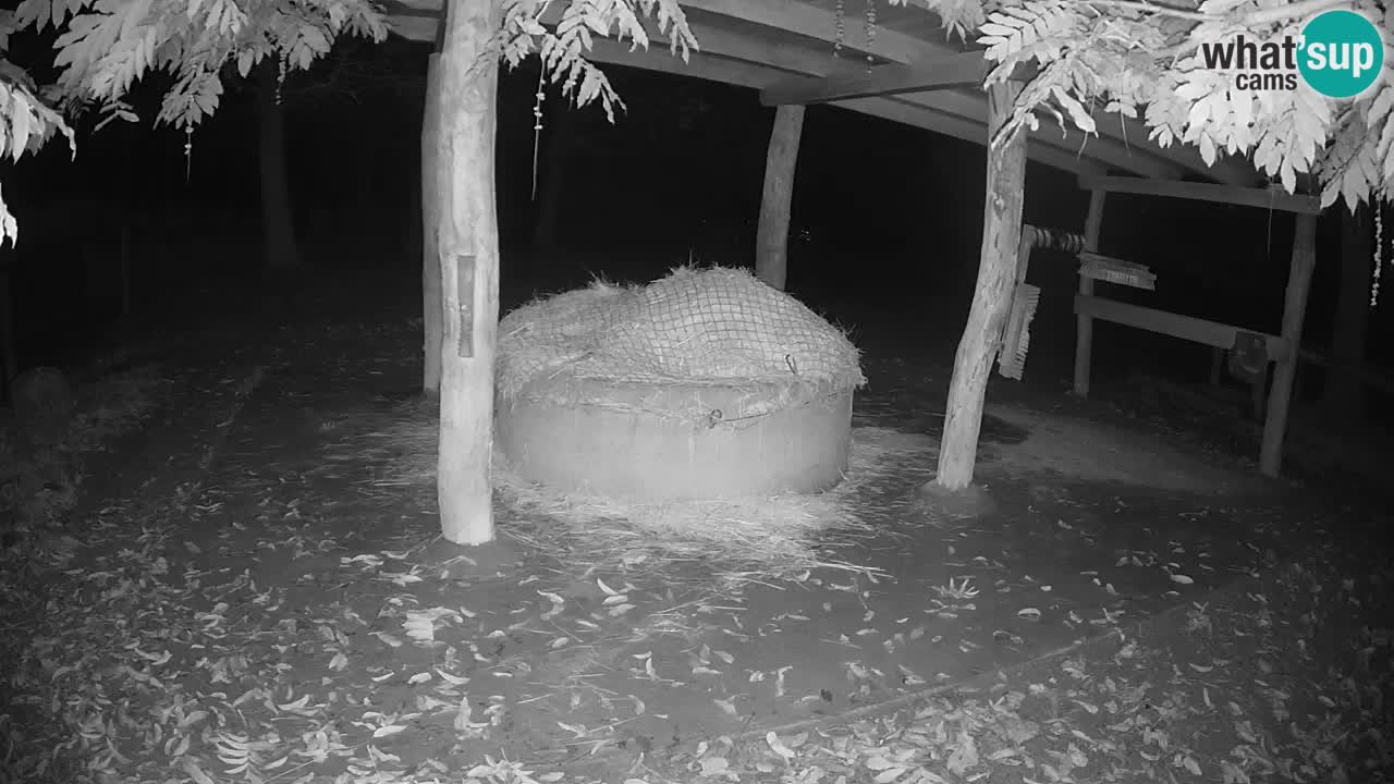 Live webcam Zebras in Ljubljana ZOO – Slovenia