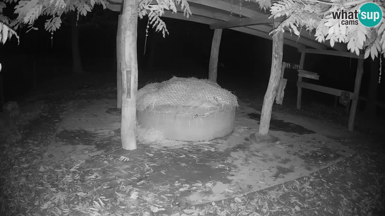 Live Webcam Zebras in Ljubljana ZOO – Slowenien