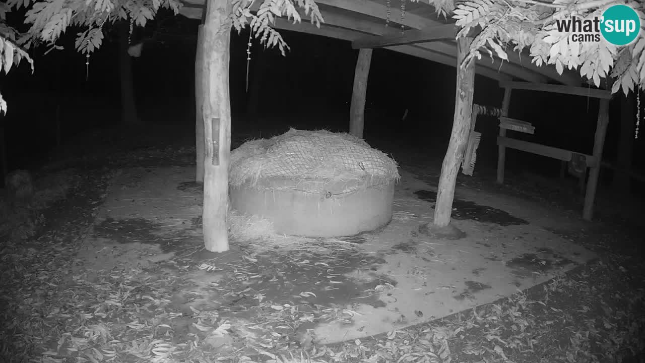 Live webcam Zebras in Ljubljana ZOO – Slovenia