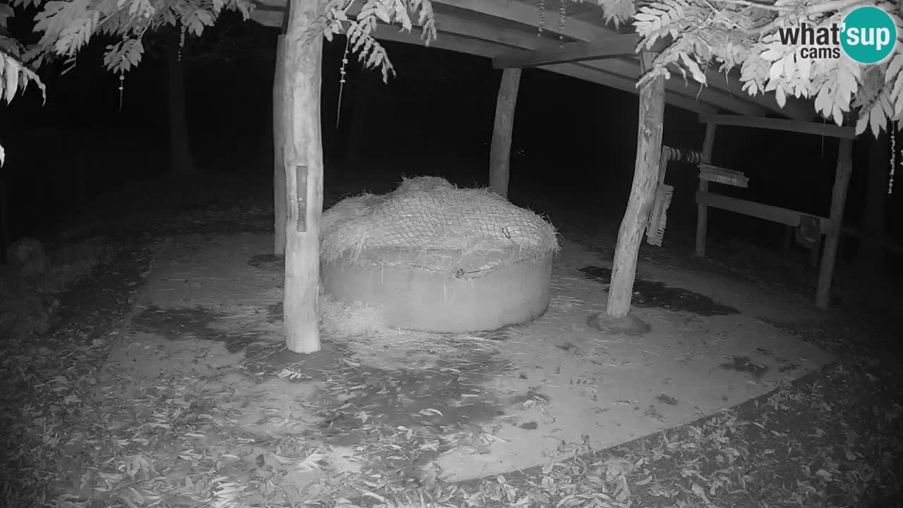 Zebre v živo v živalskem vrtu Ljubljana ZOO spletne kamere