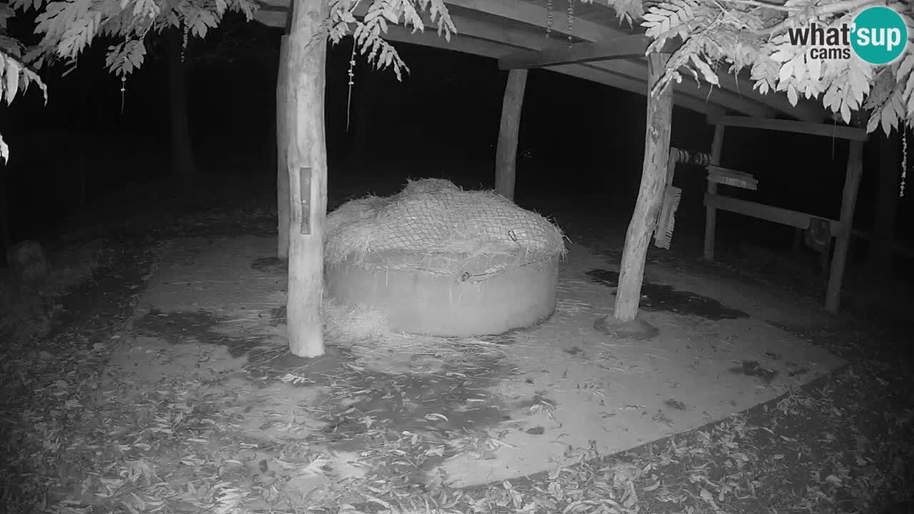 Live webcam Les zèbres in Ljubljana ZOO – Slovénie