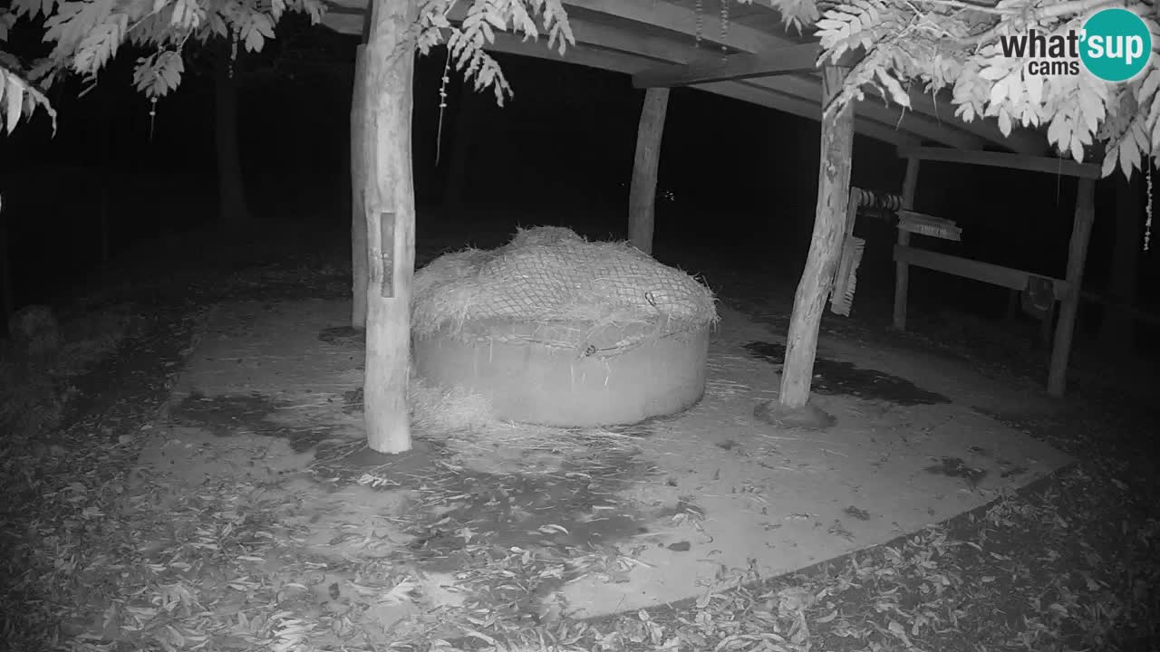 Camera en vivo Cebras in Ljubljana ZOO – Eslovenia