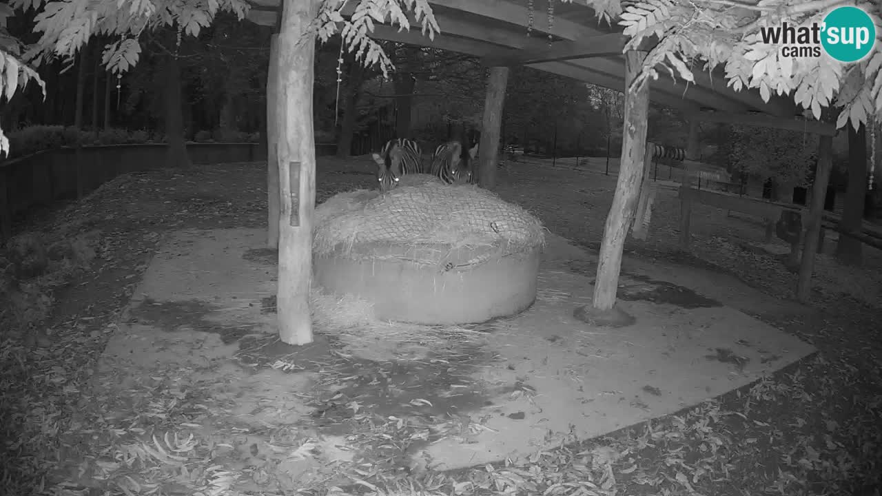 Live Webcam Zebras in Ljubljana ZOO – Slowenien