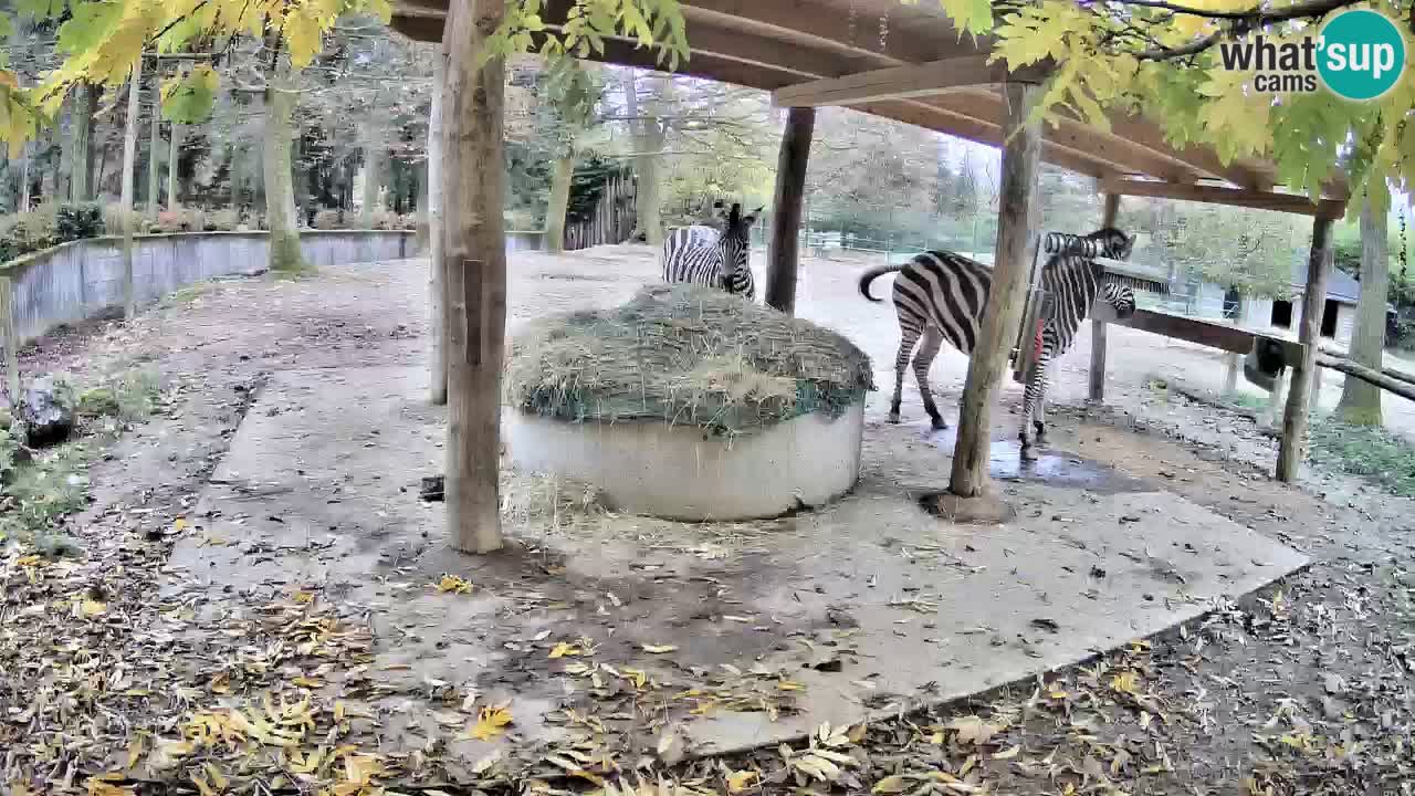Le Zebre nello ZOO di Ljubljana – Slovenia Live webcam
