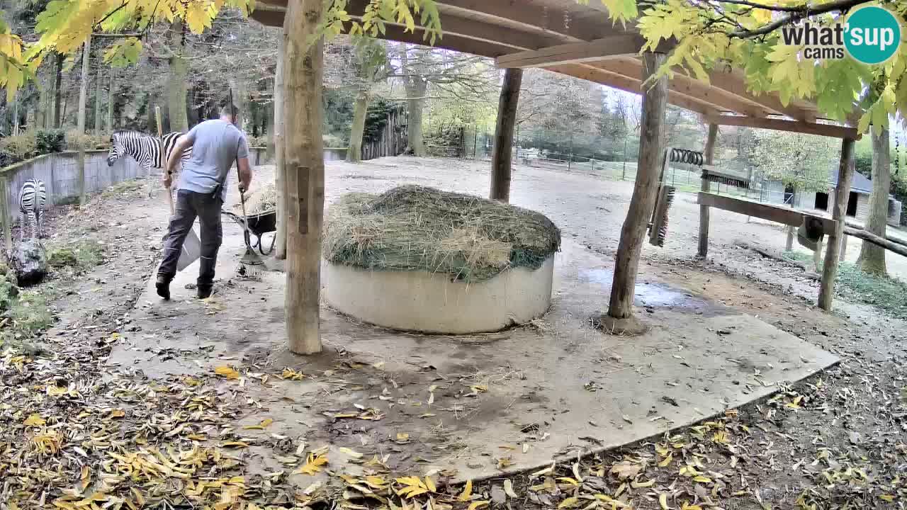 Live Webcam Zebras in Ljubljana ZOO – Slowenien