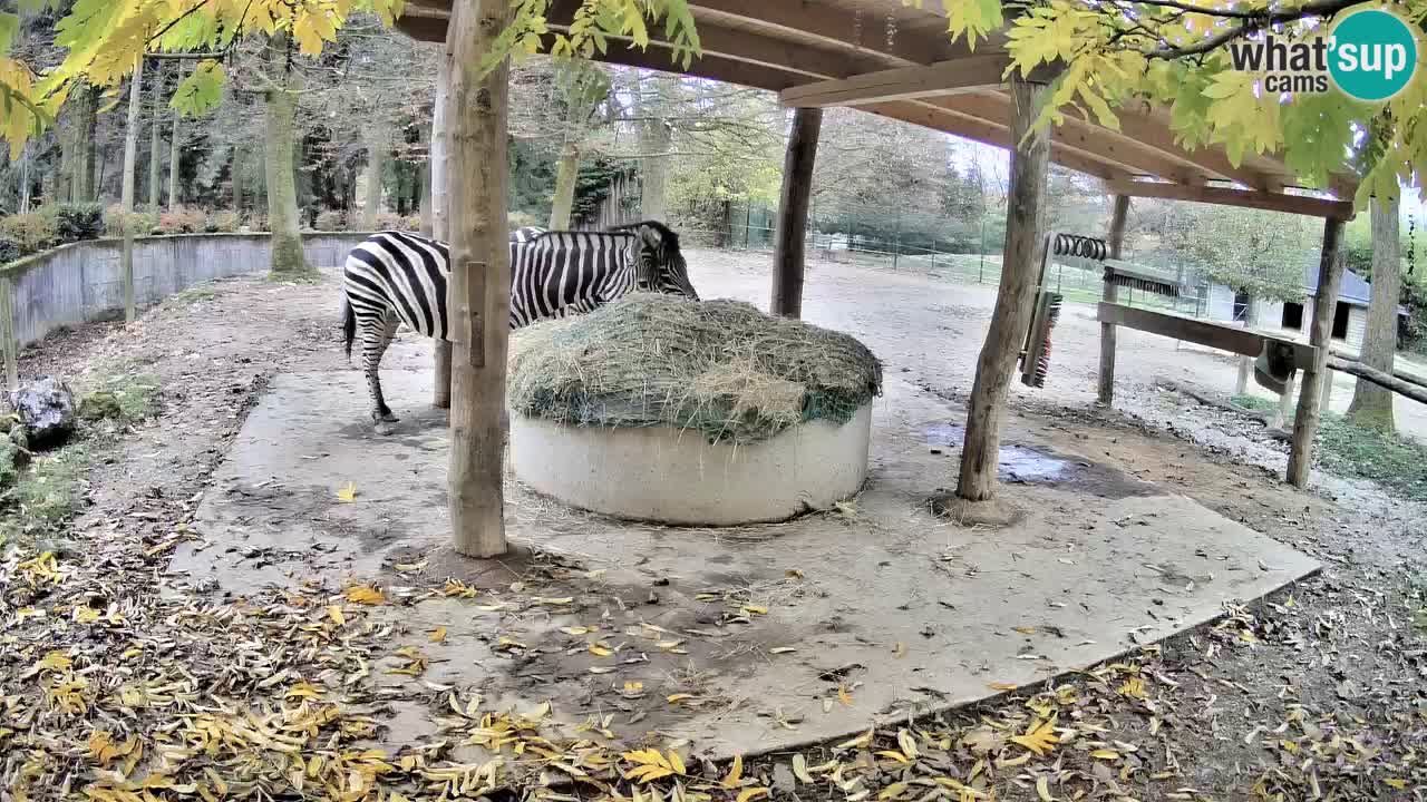 Camera en vivo Cebras in Ljubljana ZOO – Eslovenia