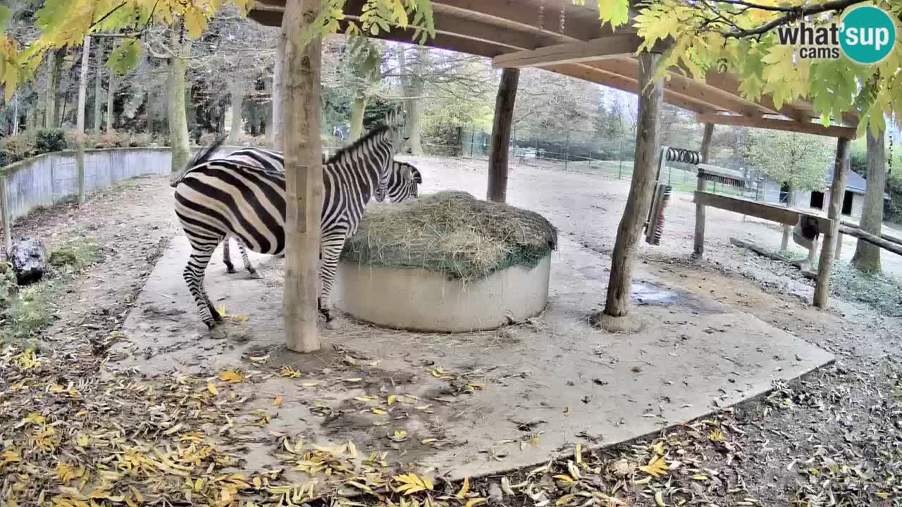 Web kamera uživo Zebras u ZOO Ljubljana – Slovenija