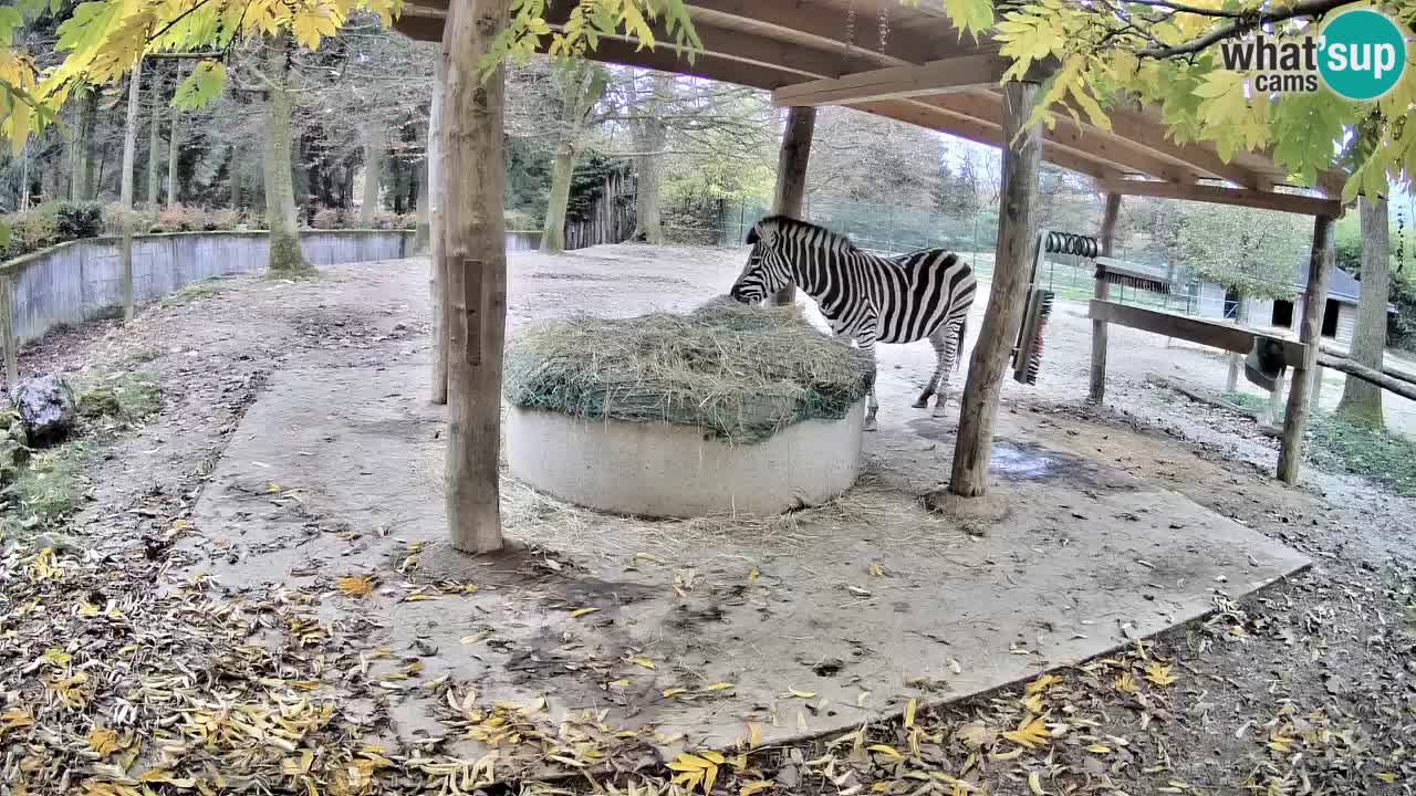 Live webcam Les zèbres in Ljubljana ZOO – Slovénie