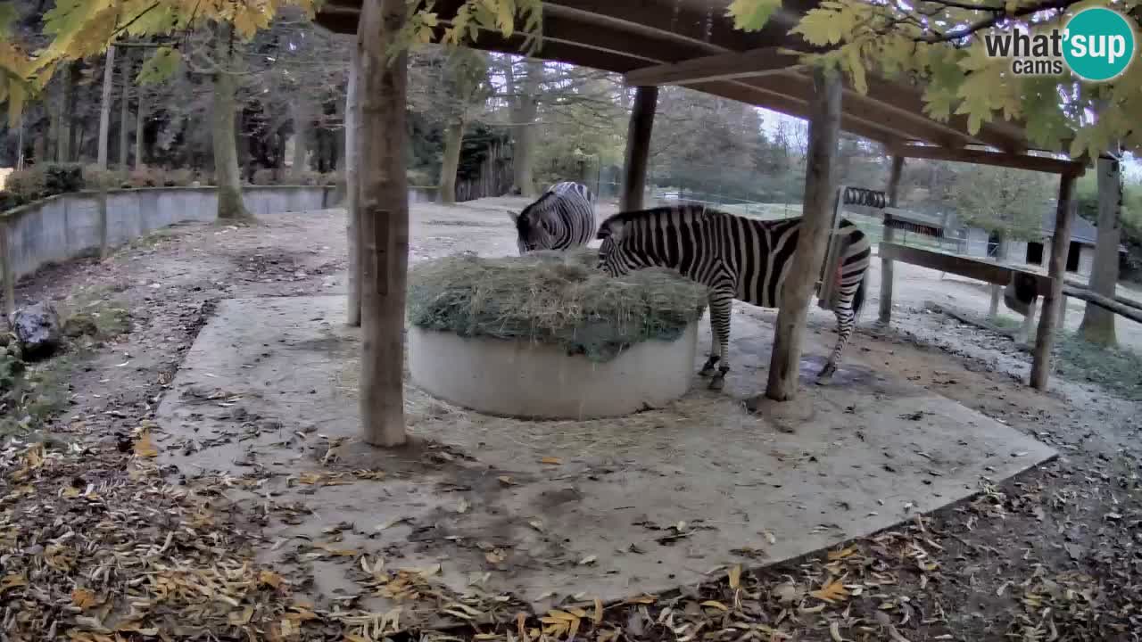 Live Webcam Zebras in Ljubljana ZOO – Slowenien