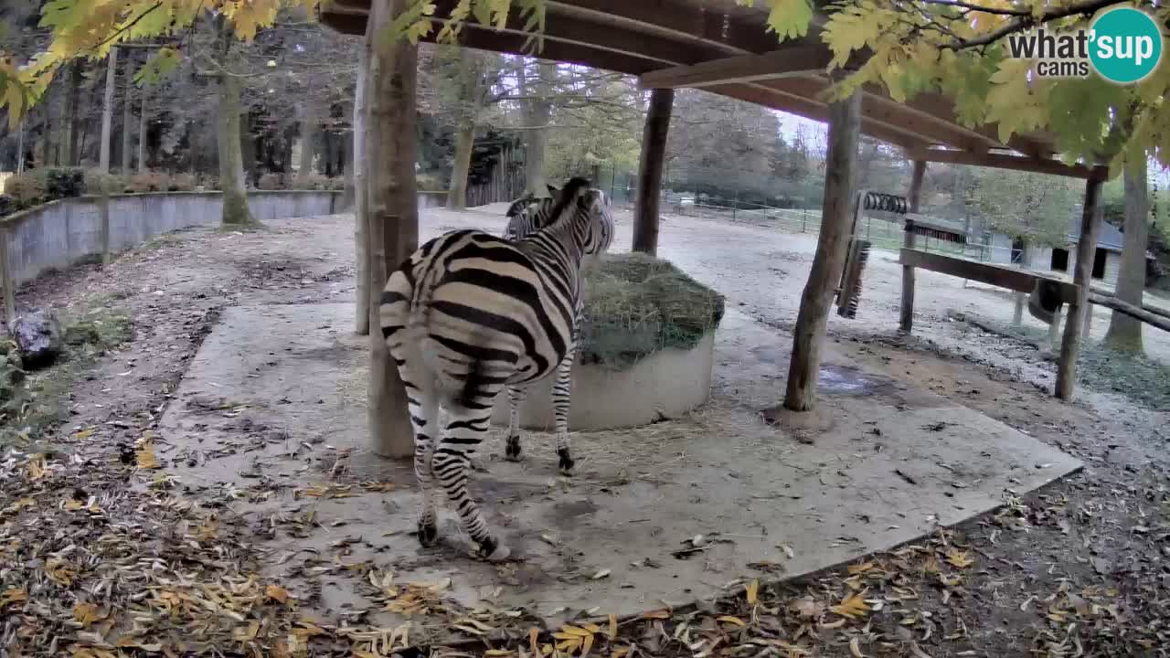 Live webcam Zebras in Ljubljana ZOO – Slovenia