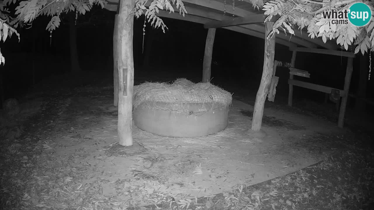 Live Webcam Zebras in Ljubljana ZOO – Slowenien