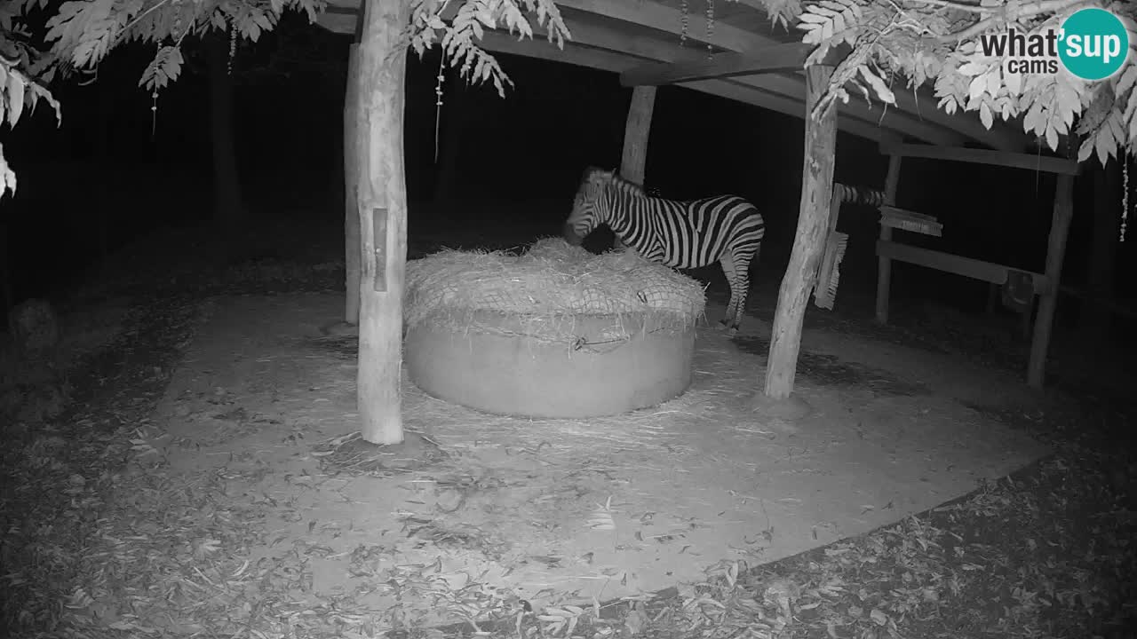 Live Webcam Zebras in Ljubljana ZOO – Slowenien