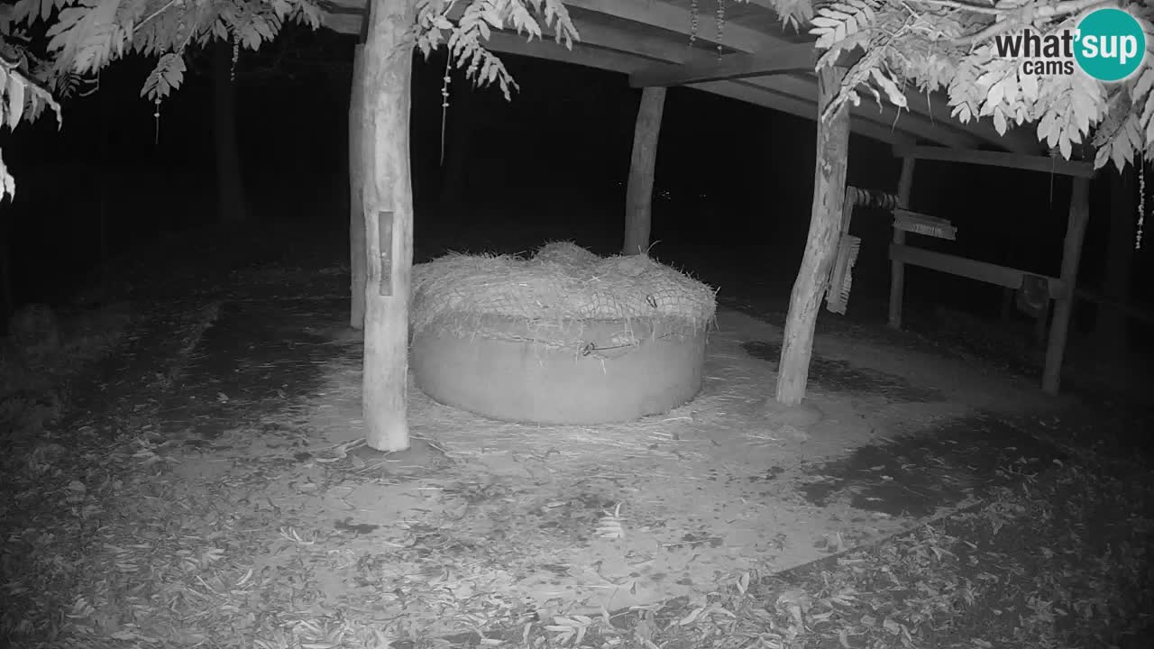 Zebre v živo v živalskem vrtu Ljubljana ZOO spletne kamere