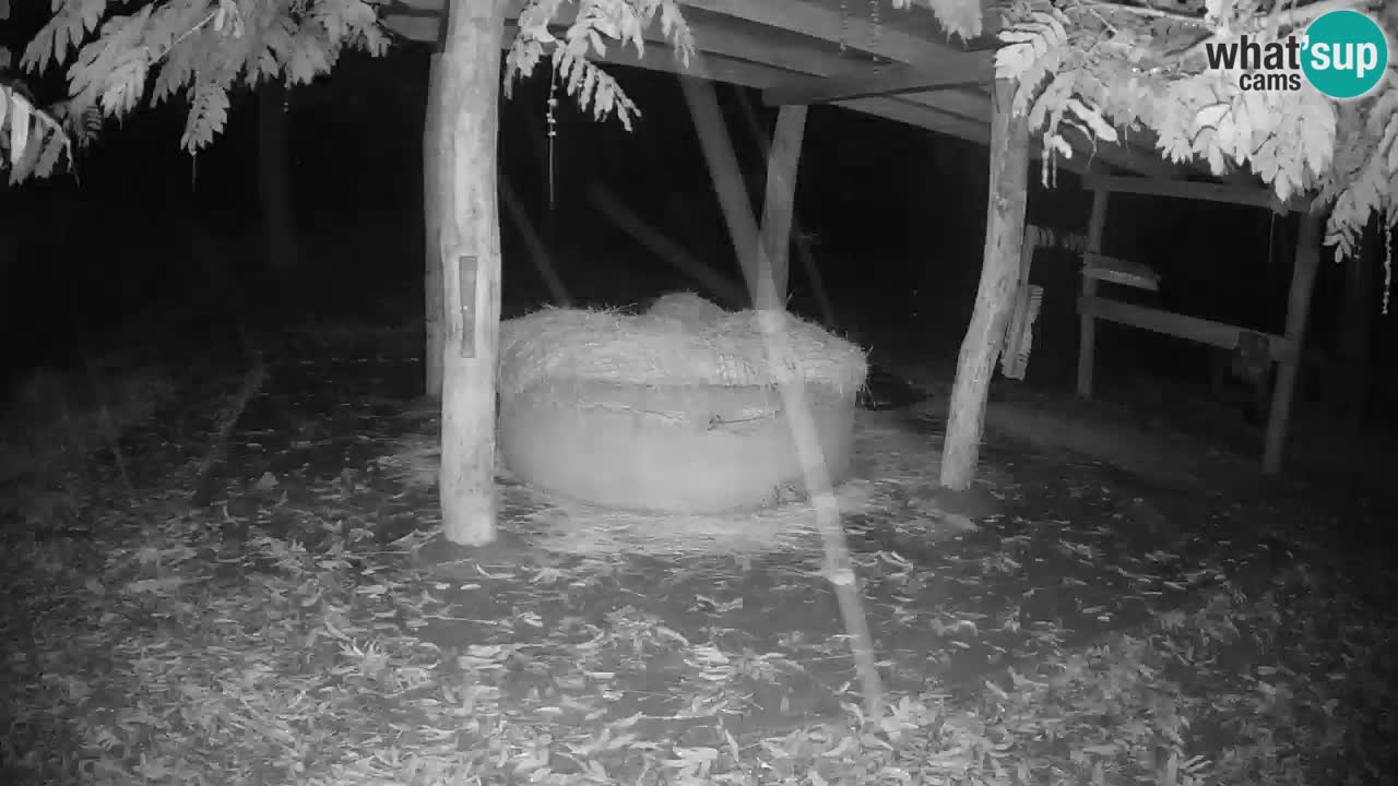 Live webcam Les zèbres in Ljubljana ZOO – Slovénie