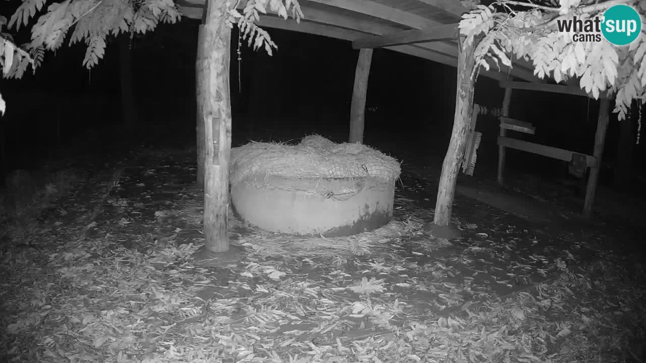 Live webcam Les zèbres in Ljubljana ZOO – Slovénie