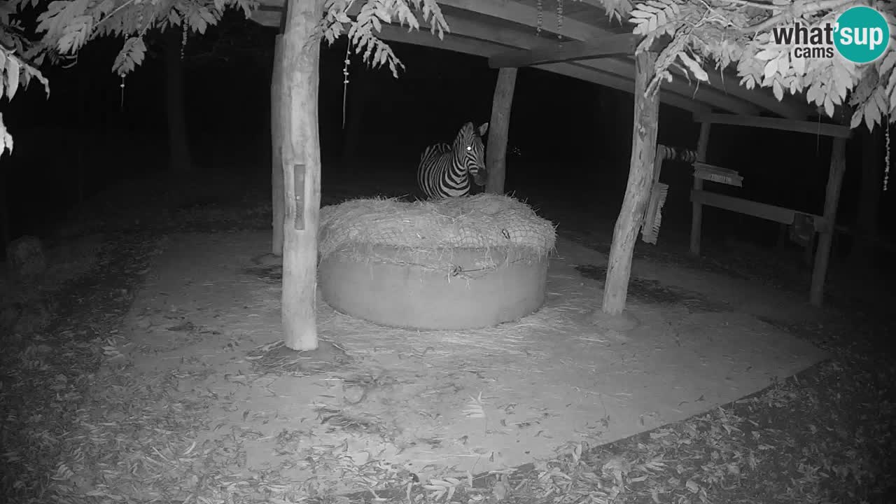 Live webcam Les zèbres in Ljubljana ZOO – Slovénie