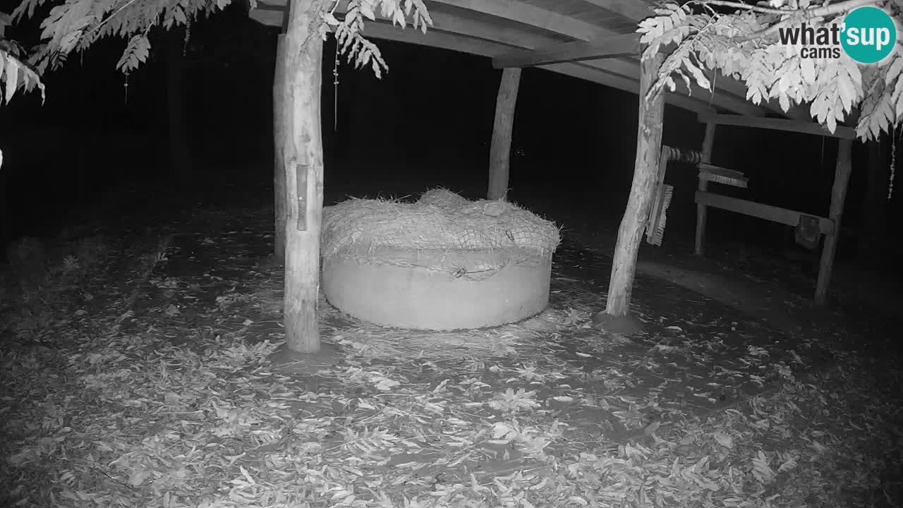 Live webcam Zebras in Ljubljana ZOO – Slovenia