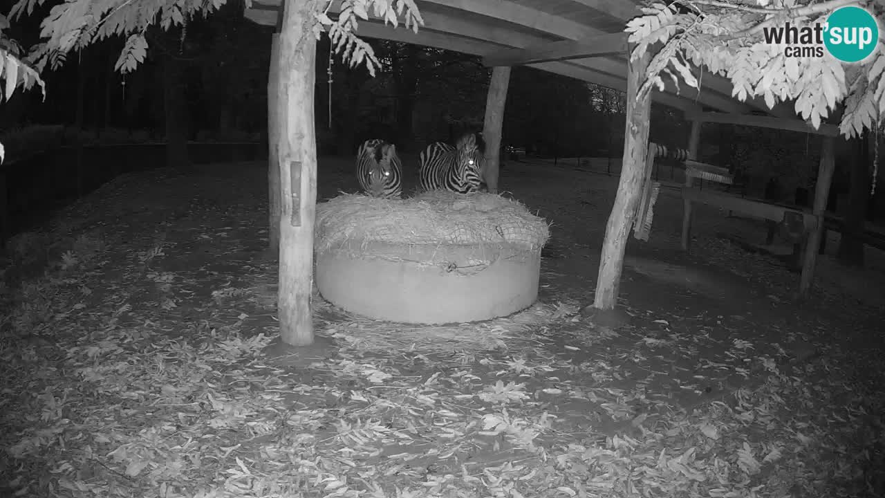 Web kamera uživo Zebras u ZOO Ljubljana – Slovenija