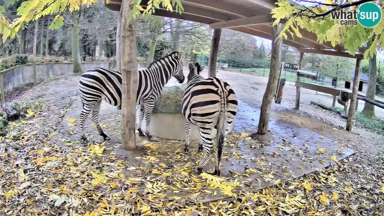 Le Zebre nello ZOO di Ljubljana – Slovenia Live webcam