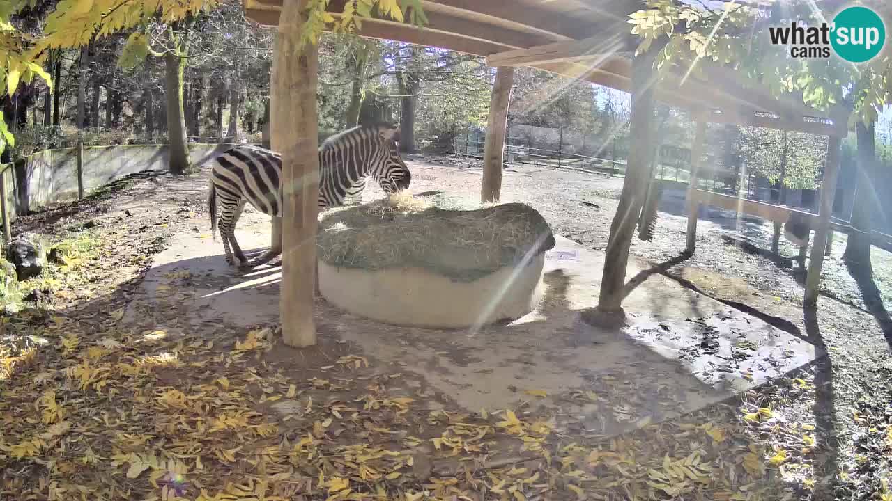 Web kamera uživo Zebras u ZOO Ljubljana – Slovenija