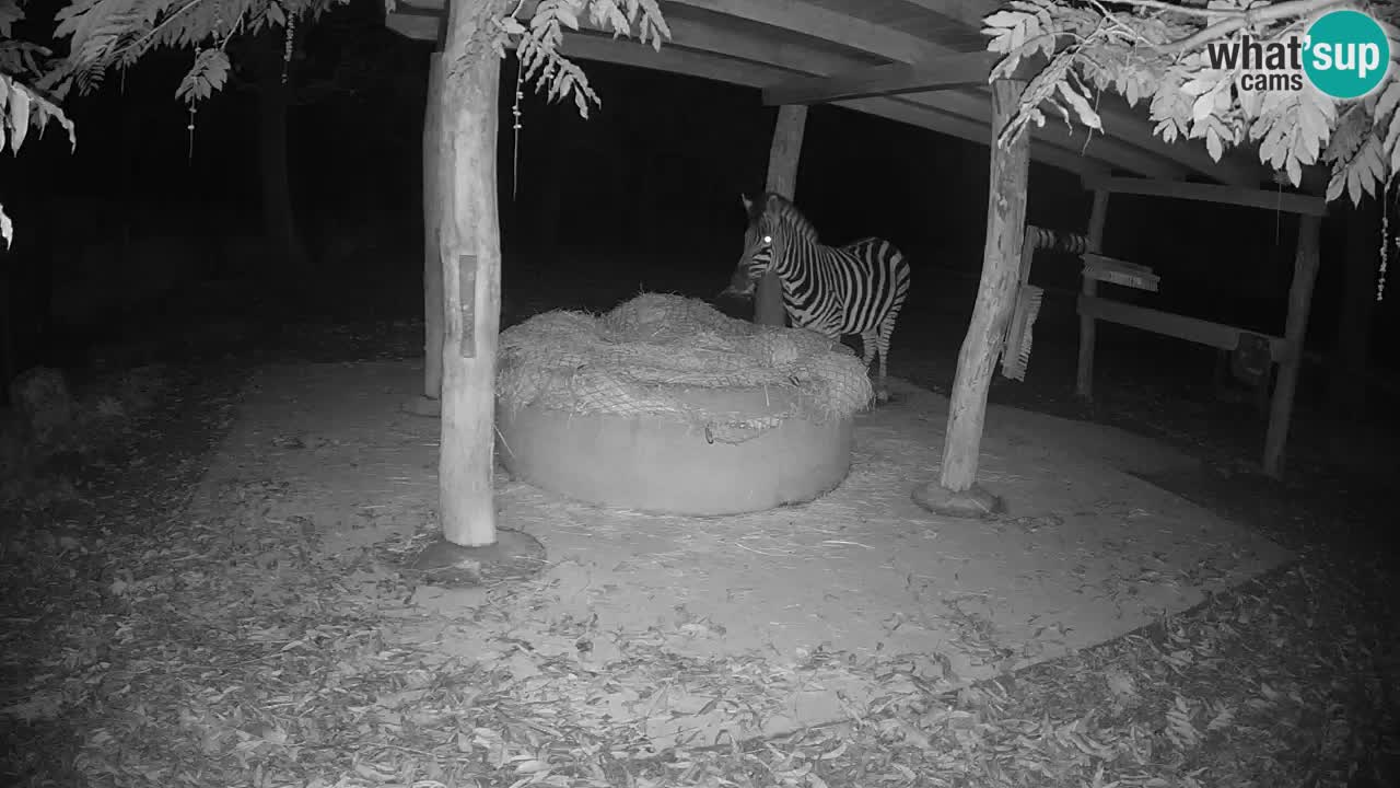 Camera en vivo Cebras in Ljubljana ZOO – Eslovenia