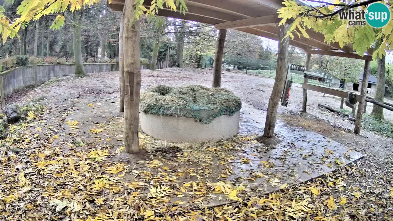Live Webcam Zebras in Ljubljana ZOO – Slowenien