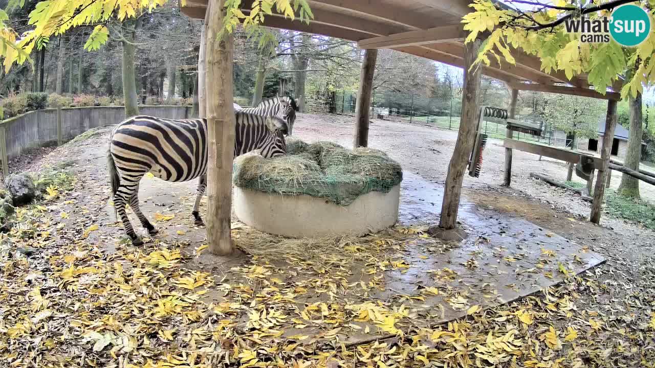 Live webcam Zebras in Ljubljana ZOO – Slovenia