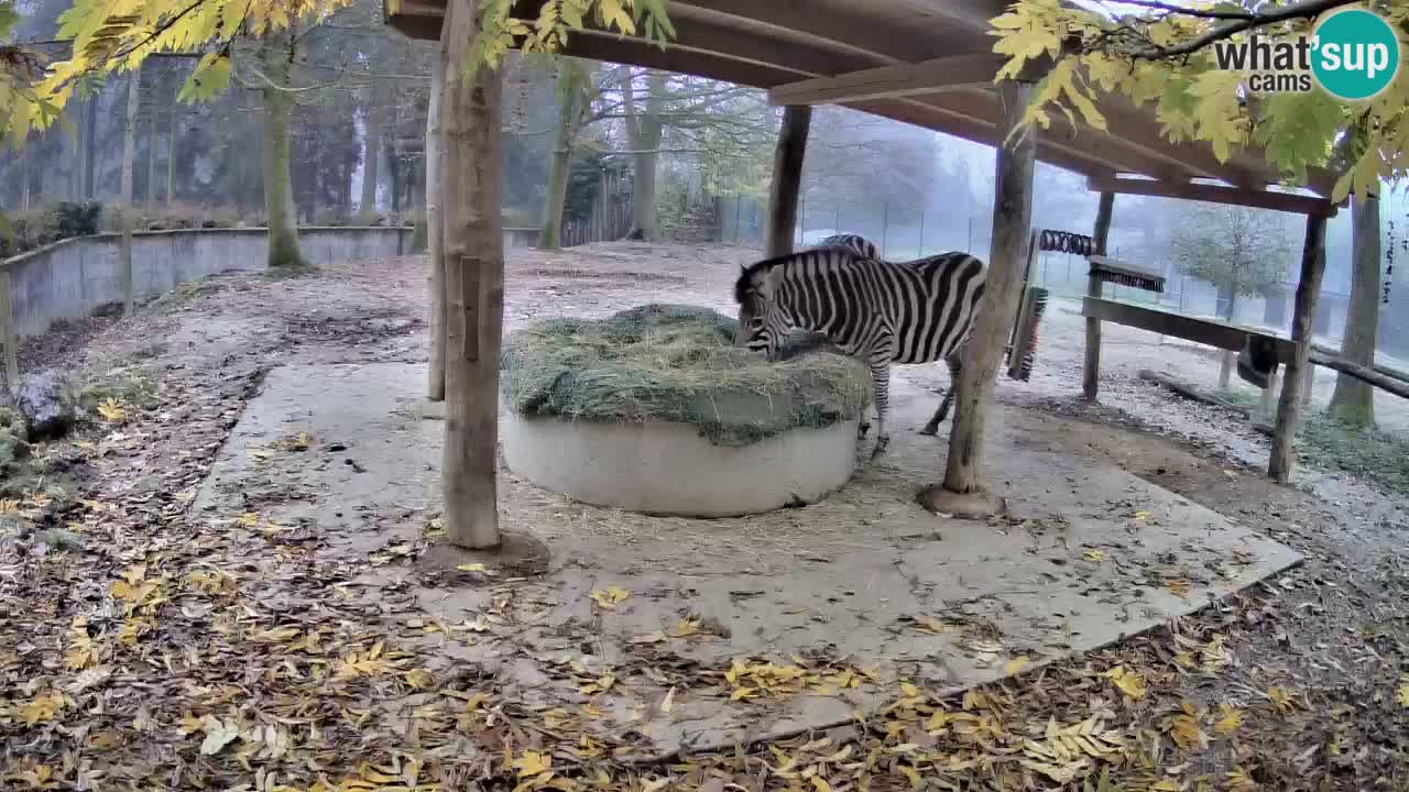Camera en vivo Cebras in Ljubljana ZOO – Eslovenia