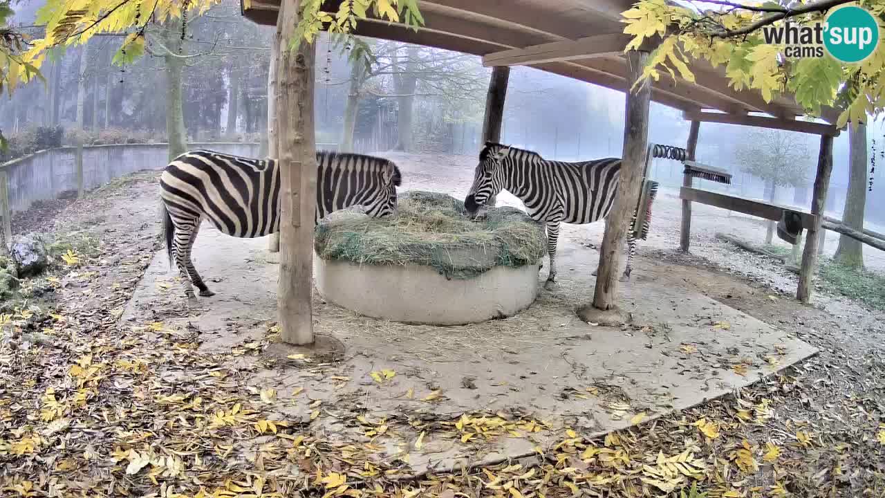 Zebre v živo v živalskem vrtu Ljubljana ZOO spletne kamere