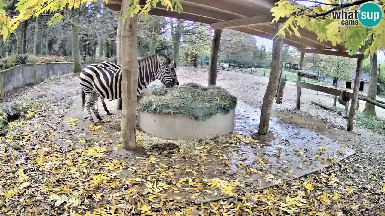 Zebre v živo v živalskem vrtu Ljubljana ZOO spletne kamere