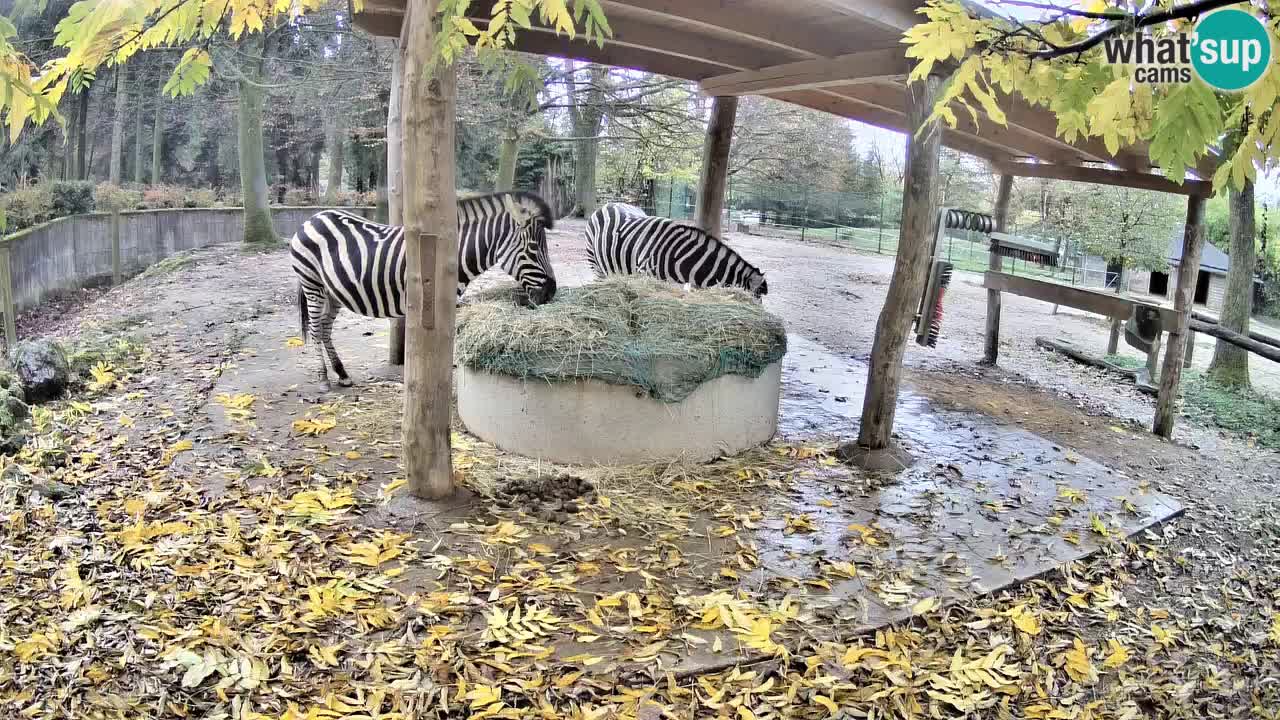 Live webcam Les zèbres in Ljubljana ZOO – Slovénie