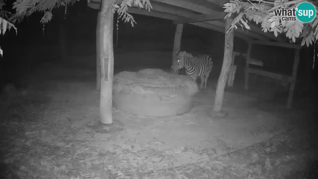 Web kamera uživo Zebras u ZOO Ljubljana – Slovenija