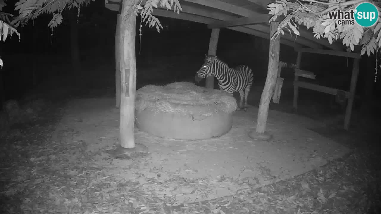 Live webcam Zebras in Ljubljana ZOO – Slovenia
